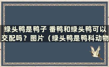 绿头鸭是鸭子 番鸭和绿头鸭可以交配吗？图片（绿头鸭是鸭科动物 番鸭和绿头鸭可以交配吗？）